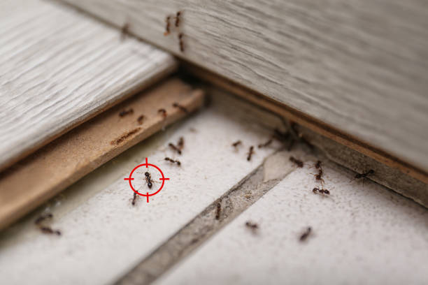 Best Pest Control for Businesses  in Horseshoe Bend, AR