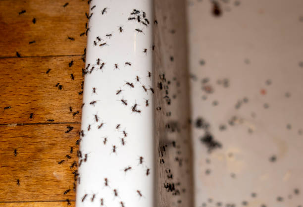 Best Mosquito Control Services  in Horseshoe Bend, AR